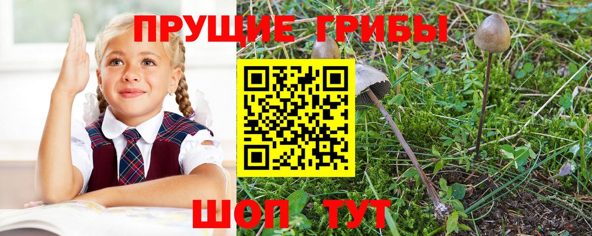 Зеленодольск  Псилоцибиновые грибы MAGIC MUSHROOMS  Вход с VPN 