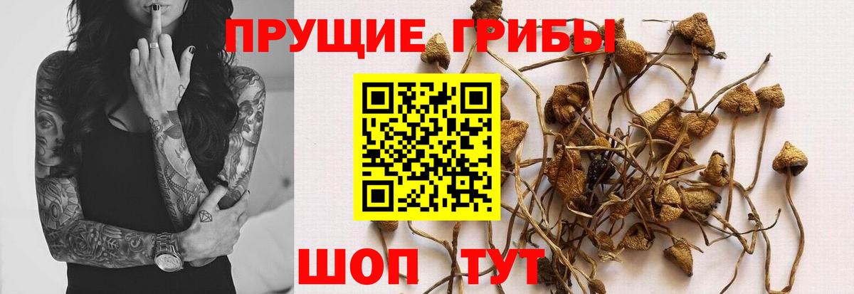Псилоцибиновые грибы Psilocybe Зеленодольск